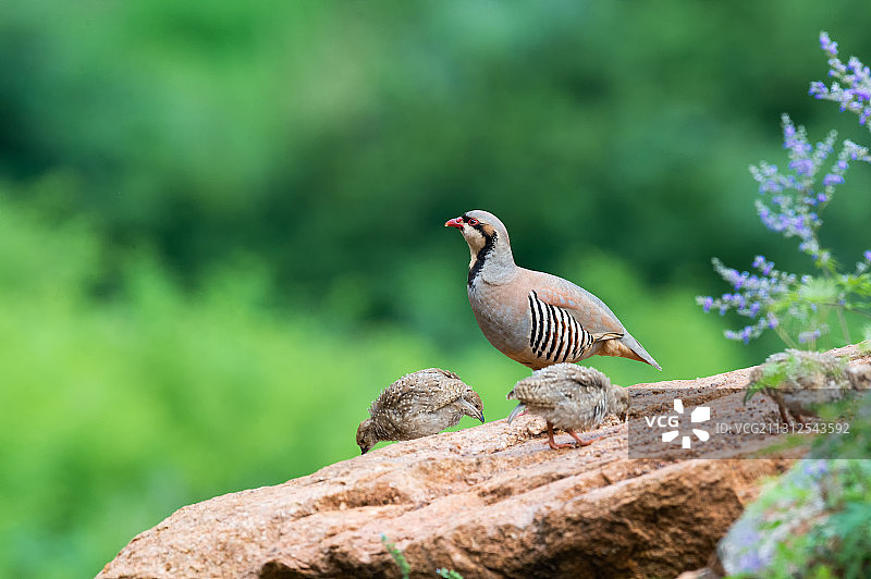 石鸡妈妈带着它的幼崽在进食图片素材