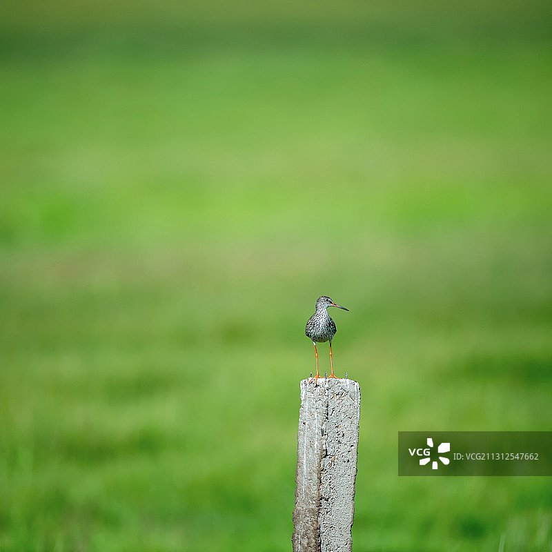 一只小巧的鸟孤独的站立休息图片素材
