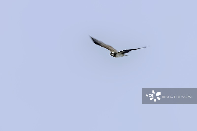 大鹗 Osprey图片素材