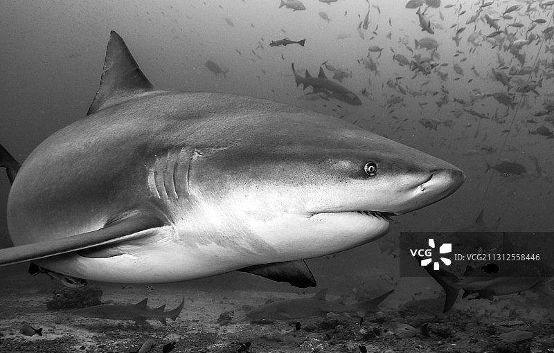 世上咬合力最强的公牛鲨图片素材