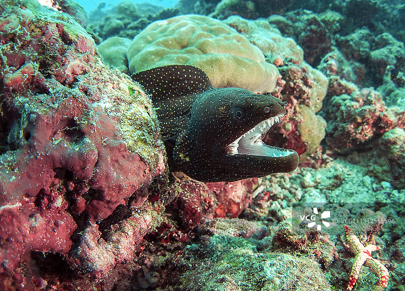 捕食中的海鳗图片素材