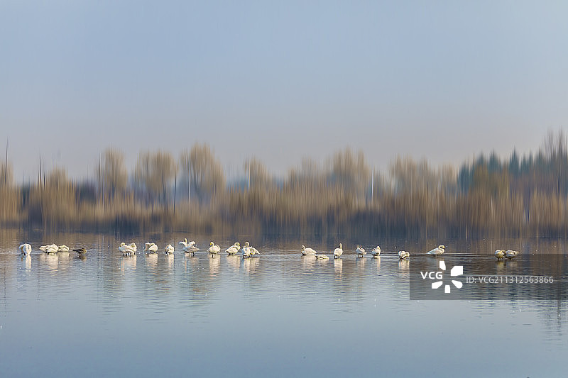 铜陵西湖湿地天鹅栖息地图片素材