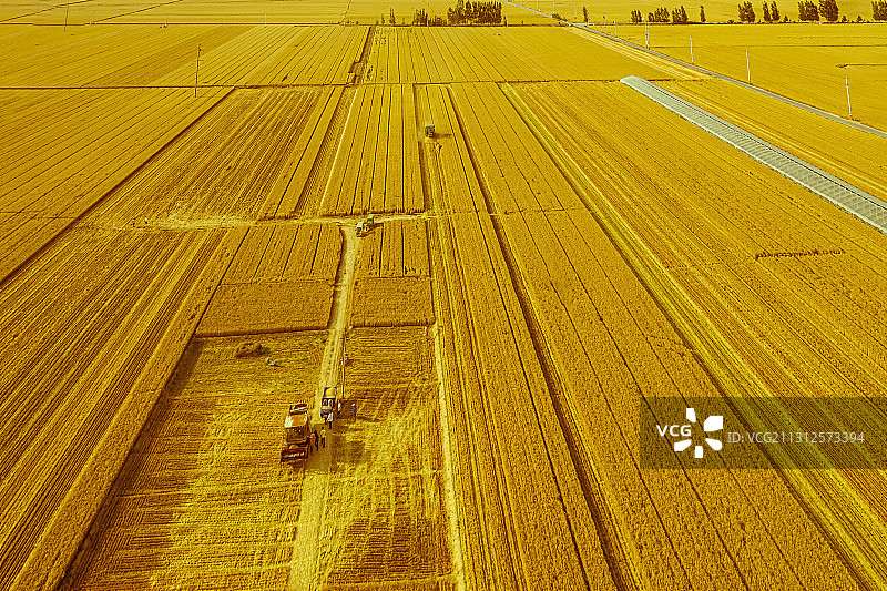 麦收时节03图片素材