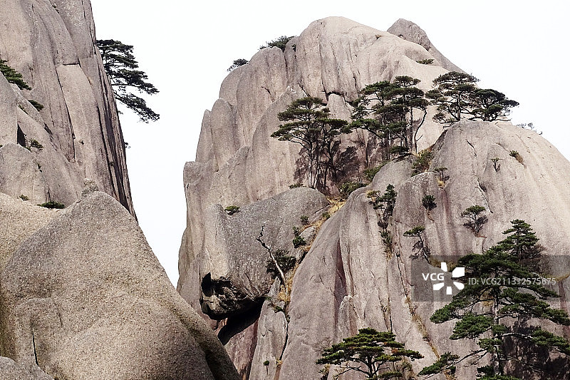 黄山崖壁上的古松图片素材