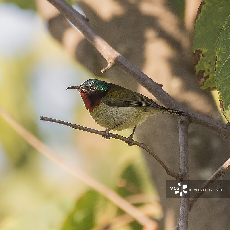 太阳鸟图片素材