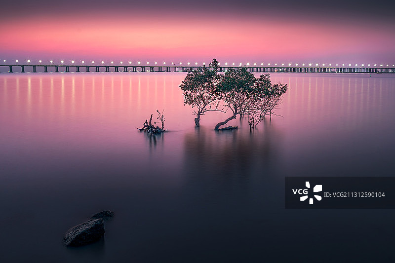 深圳西湾红树林公园的海上孤树图片素材