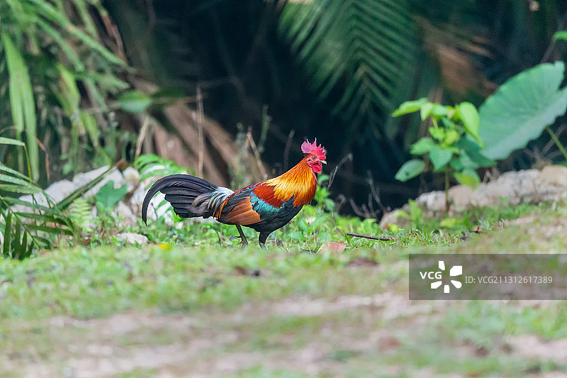 生活在中部山区的泰国原生野鸡图片素材