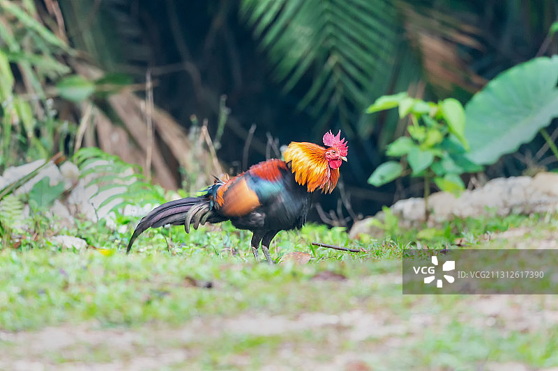 生活在中部山区的泰国原生野鸡图片素材