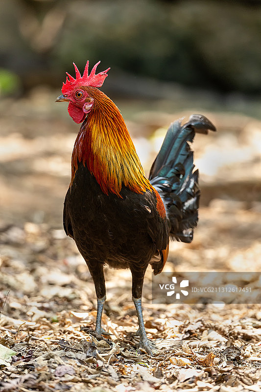 生活在中部山区的泰国原生野鸡图片素材