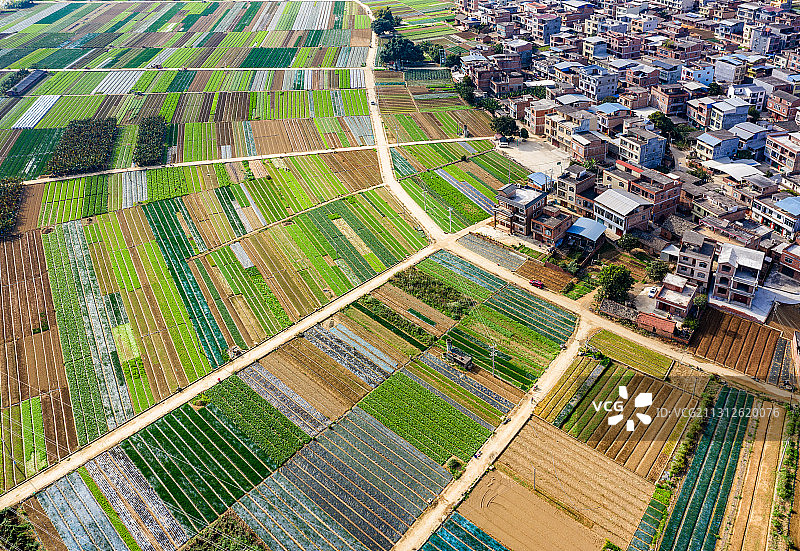 蔬菜生产基地-6图片素材
