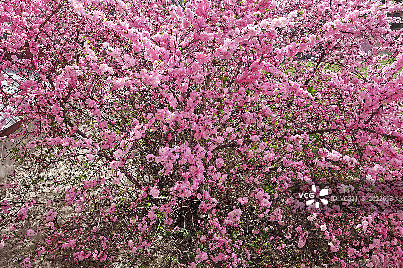 榆叶梅图片素材