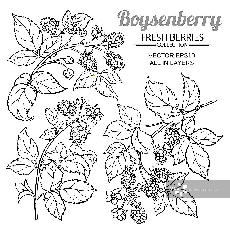 博伊森莓的树枝摆放在白色背景上图片素材