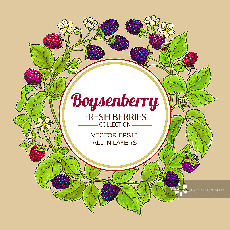 在彩色背景上的波森莓树枝图片素材