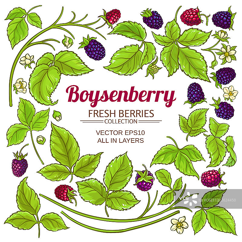 白色背景上的波森莓树枝元素图片素材