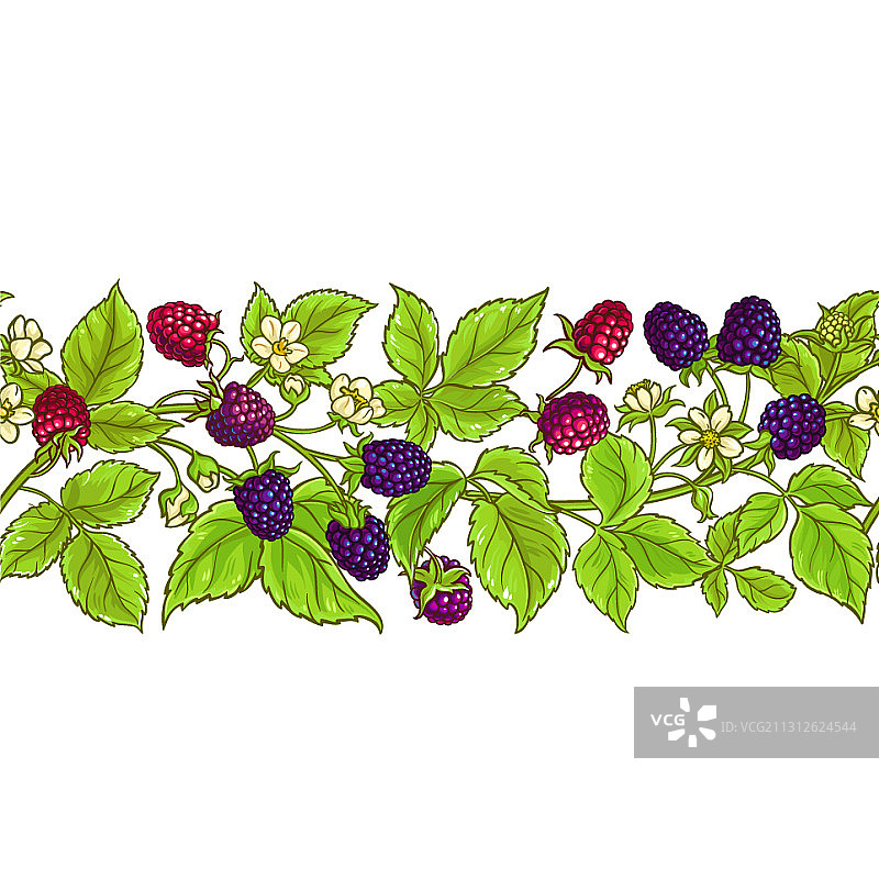 白色背景上的波森莓树枝图案图片素材