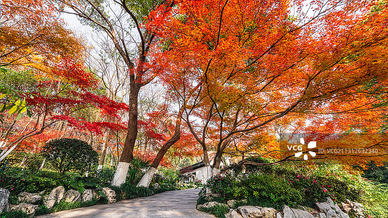 南京栖霞山枫叶正红图片素材