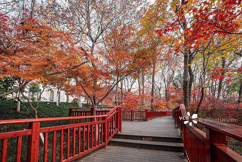 栖霞山枫叶正红图片素材