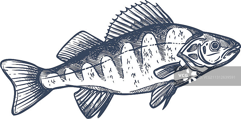 欧洲河鲈淡水鱼图片素材