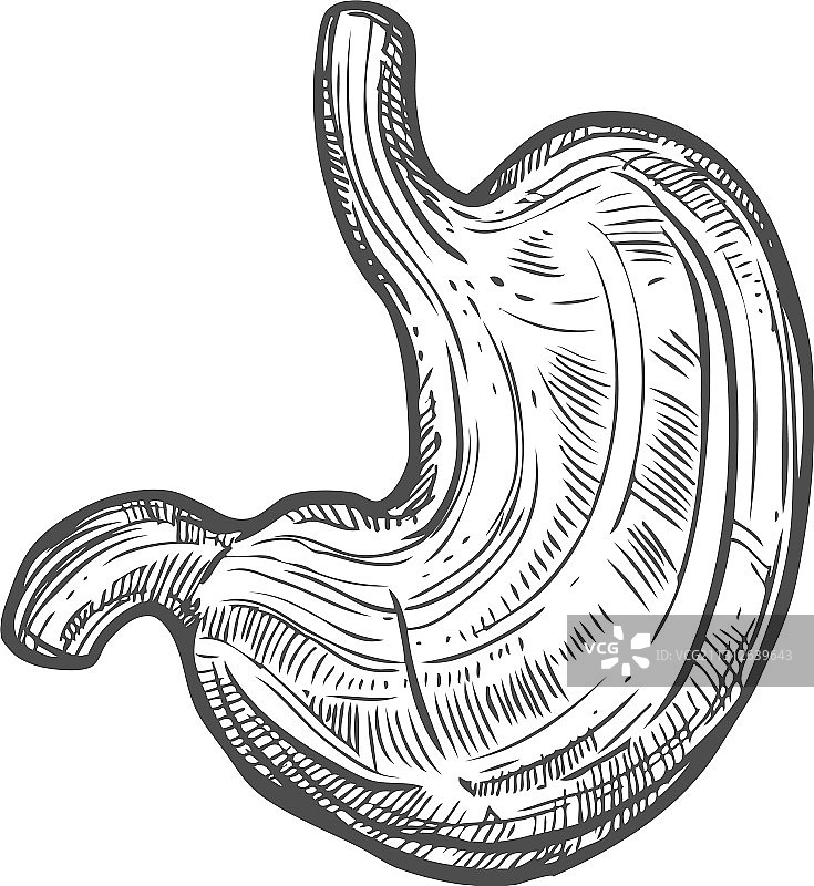 人类胃部草图消化系统图标图片素材
