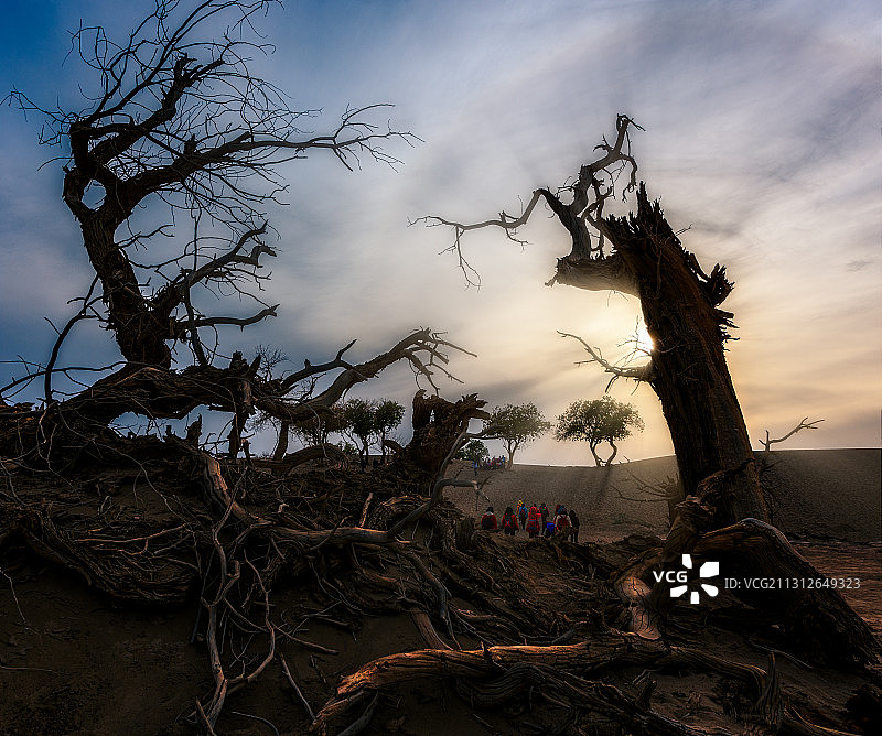 内蒙古黑水城怪树林图片素材