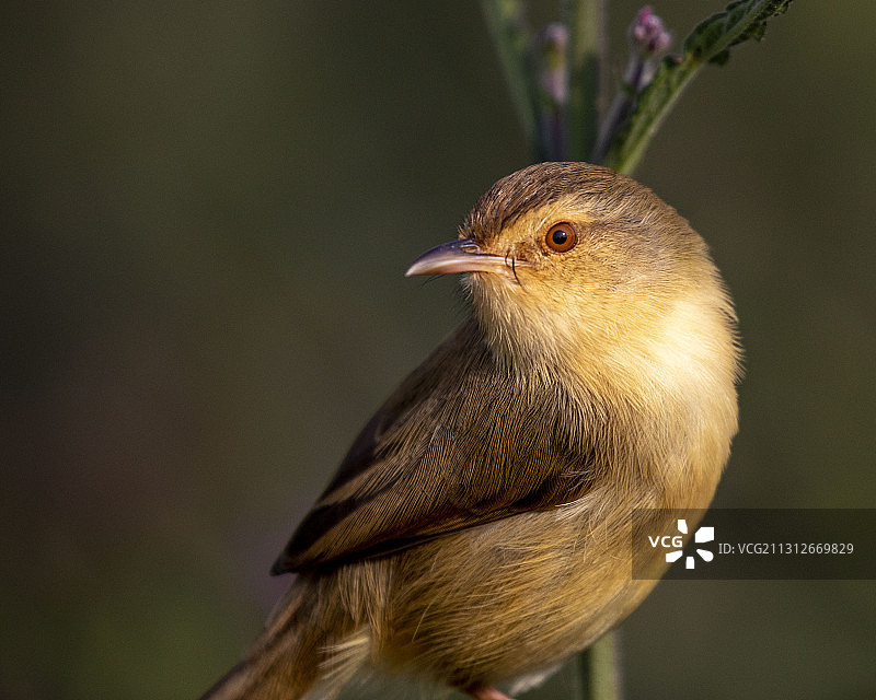 鹪莺特写图片素材