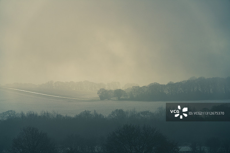 雾与树图片素材