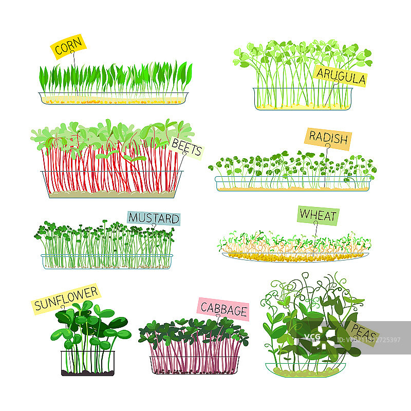 设置微型蔬菜，玉米，芝麻菜，甜菜，萝卜图片素材