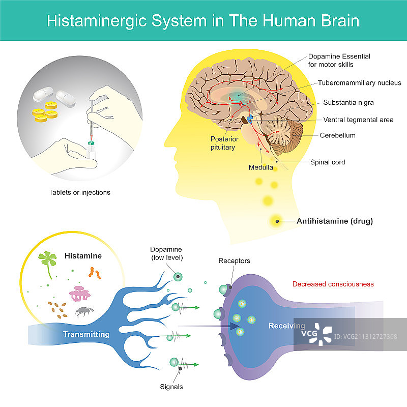 人脑中的组胺能系统图片素材