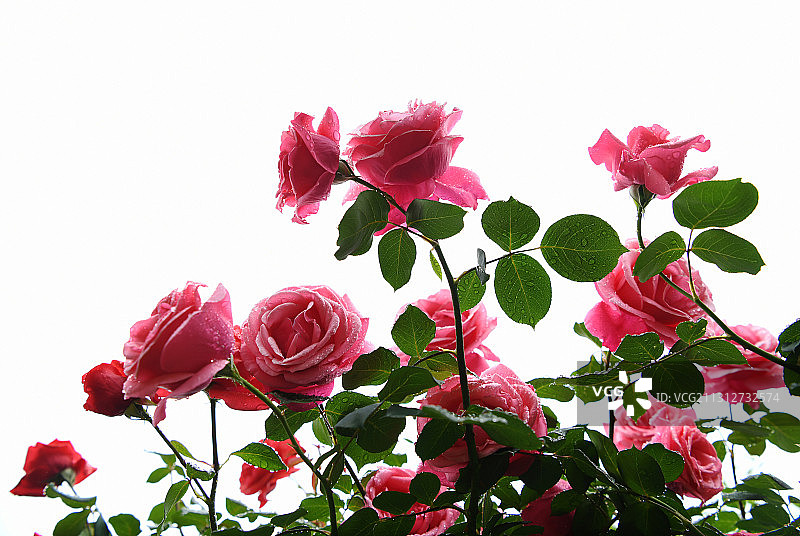 玫瑰花在雨水的滋润下格外娇艳图片素材
