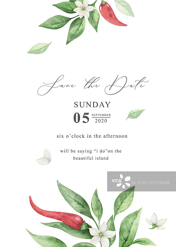 手绘红色辣椒水彩插画图片素材