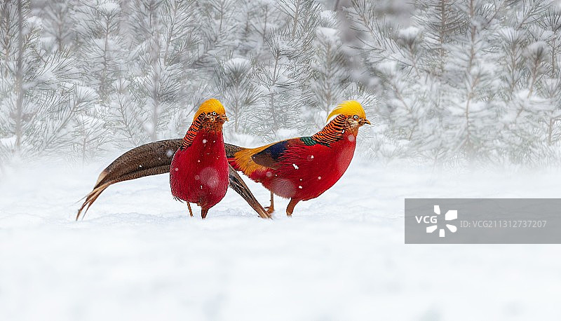 秦岭深山野拍红腹锦图片素材