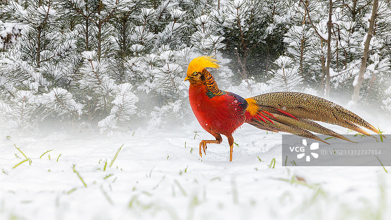 雪花漫漫～红鸡争艳～图片素材