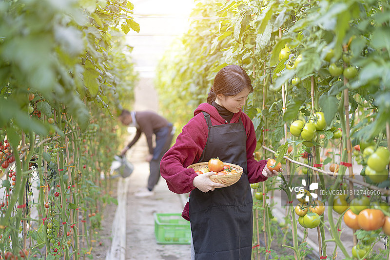 一对年青男女在蔬菜大棚里采摘番茄图片素材