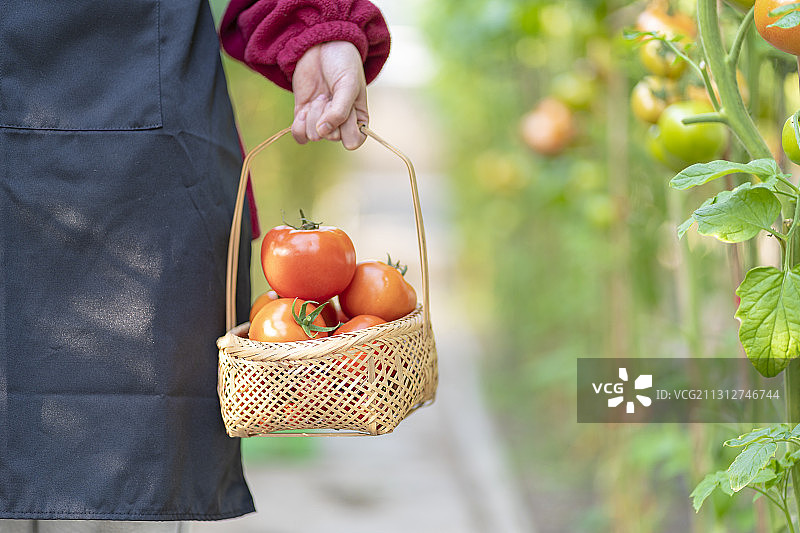 蔬菜大棚内一年青女子手提一篮子西红柿图片素材