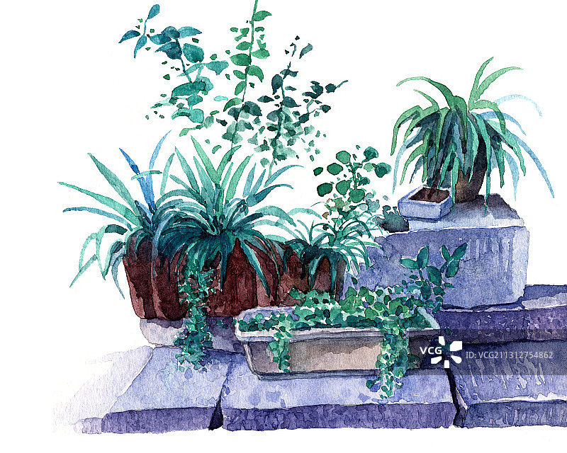 绿色植物花草盆花自然生长白色背景手绘插图图片素材