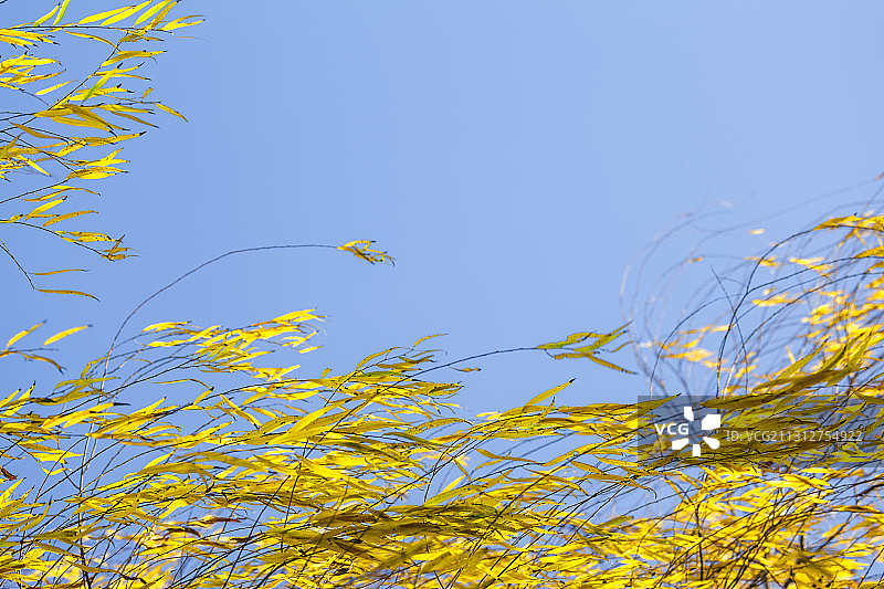 柳枝美景图片素材