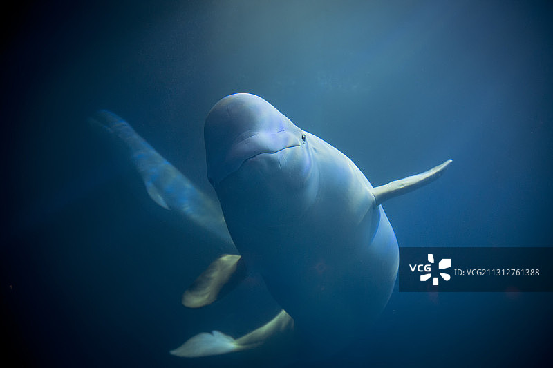 在水族馆中被囚禁起来的白鲸图片素材