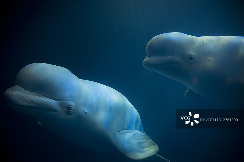 在水族馆中被囚禁起来的白鲸图片素材