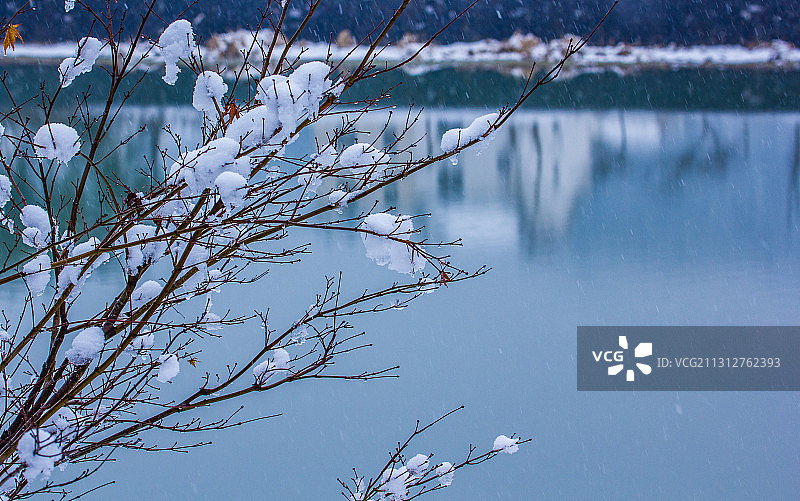 雪中韵图片素材