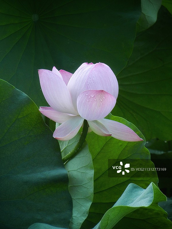 我记录过的荷花—315图片素材