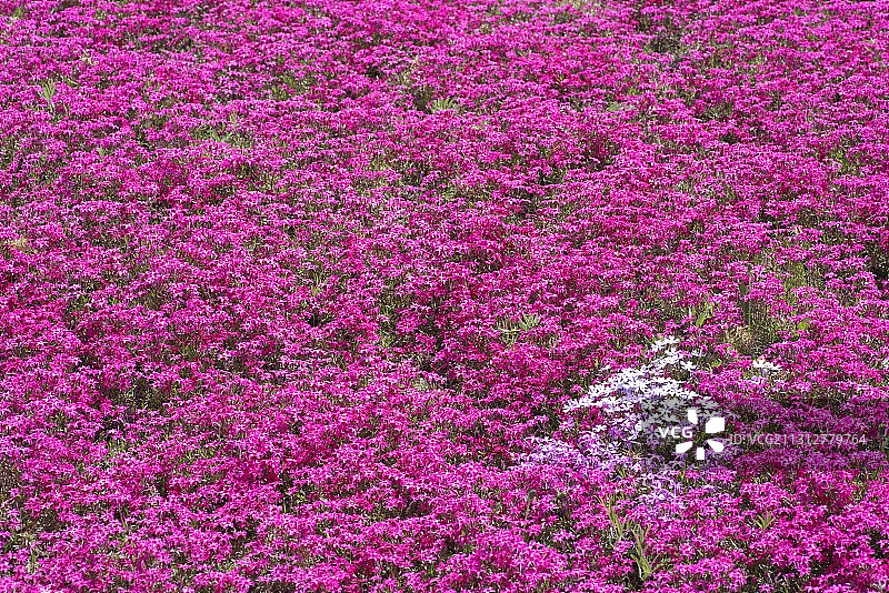 樱之花图片素材