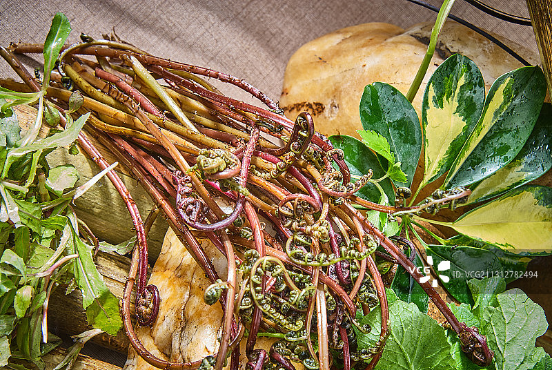 山野菜图片素材