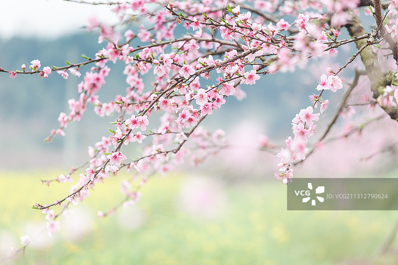 广西桂林海洋乡云海射光桃花群山摄影图片素材