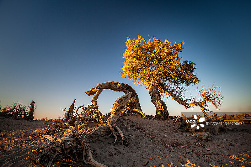 内蒙古阿拉善额济纳胡杨林秋景风光摄影图片素材