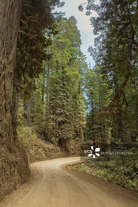 美国加州红杉国家公园里的巨型海岸红杉和小路图片素材