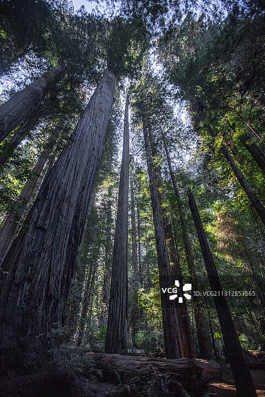 美国加州红杉国家公园里的巨型海岸红杉图片素材