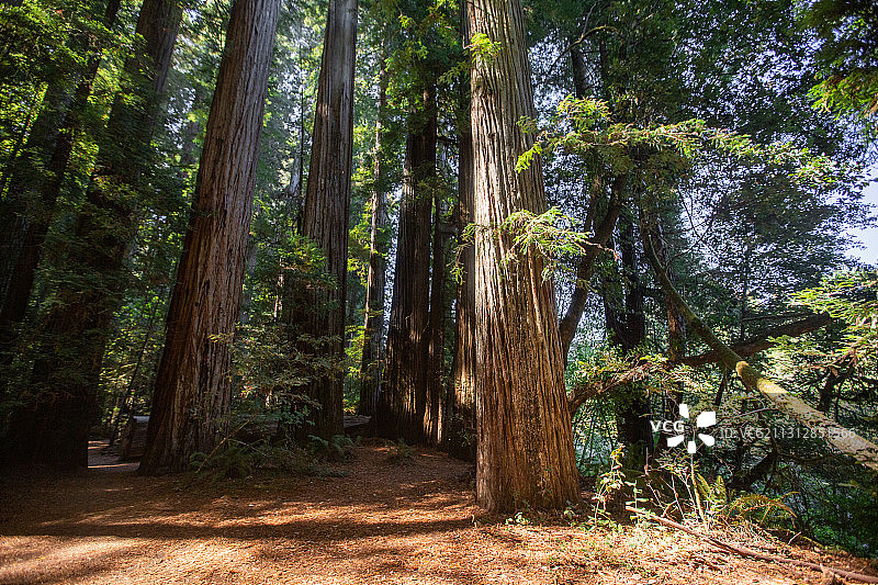 美国加州红杉国家公园里的巨型海岸红杉和小路图片素材