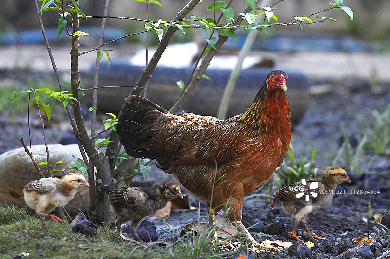 母鸡带小鸡图片素材