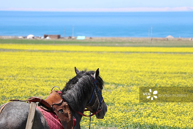 马上花海图片素材