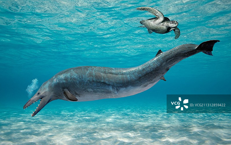 矛齿鲸插图图片素材